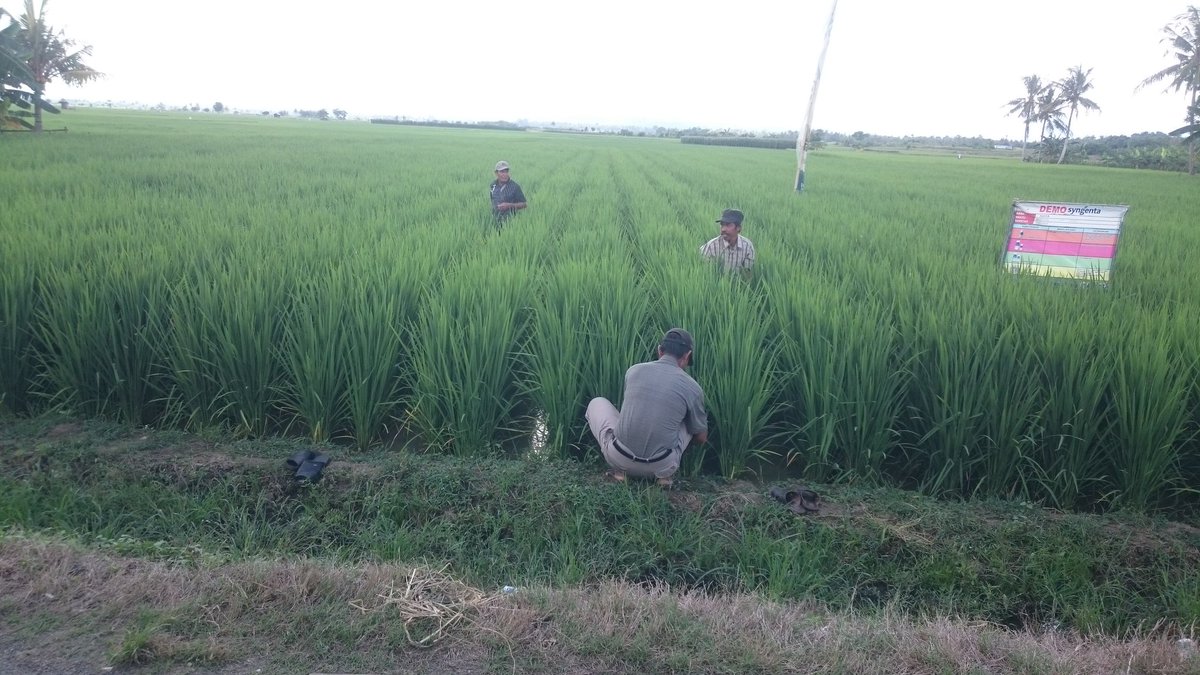 UchuPinrang's tweet photo. Pelatihan Penyemprotan sekaligus perhitungan anakan produktif @Batticelebes @muisjie @SyngentaID @irpangarut https://t.co/UgYqa6BrS7