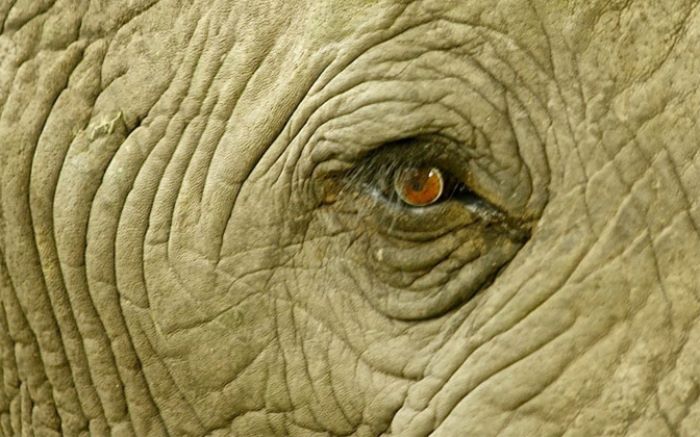 ewnupdates's tweet photo. Poachers poisoning animals in Kruger Park https://t.co/Ud6aHSHdMH https://t.co/ieOqEAvDSQ