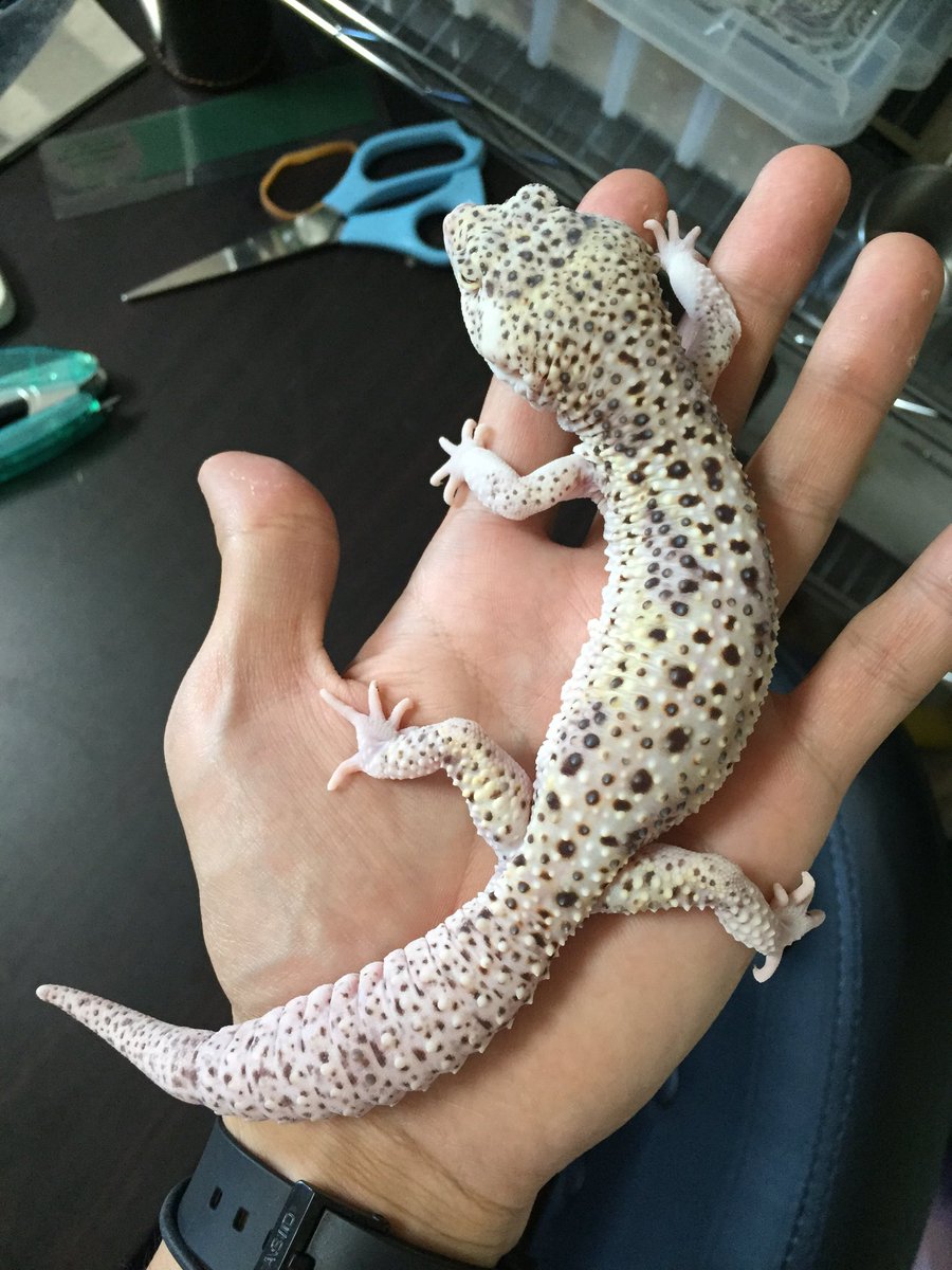 白系統のレオパ。 all het RADARの子達とその親 Dalmatian♂ Diorite