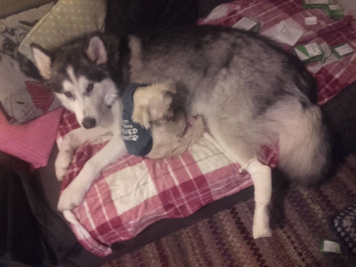 CroixDest's tweet photo. And my pups https://t.co/bR3Sawd9TW