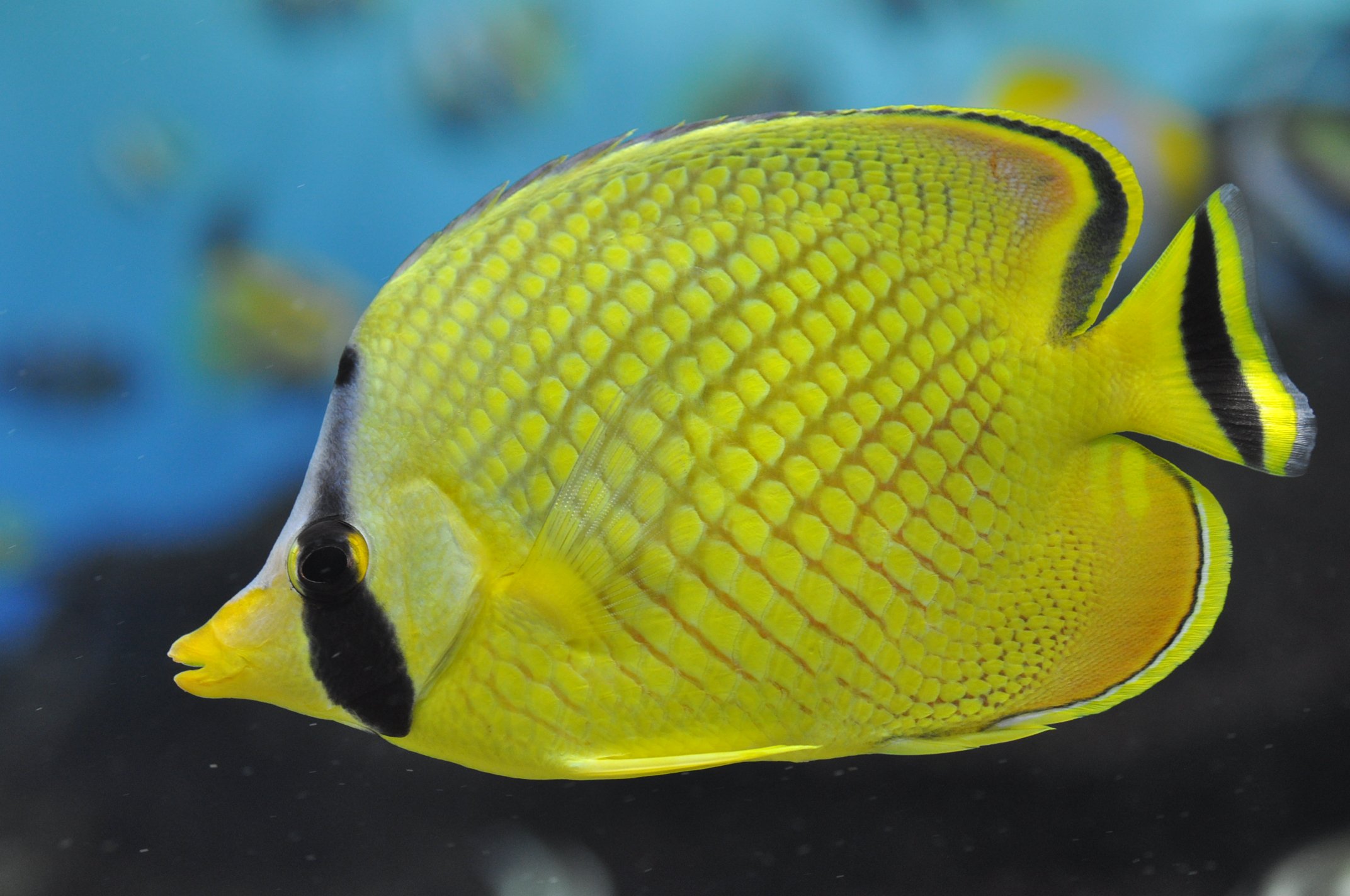 新潟市水族館マリンピア日本海 公式 アミチョウチョウウオ 暖流の旅 チョウチョウウオ科 チョウチョウウオ属 全長15 相模湾以南 東インド 太平洋の岩礁やサンゴ礁 眼を通る暗色横帯 体側に網目状模様 側線は背鰭基底後端付近まで マリンピア