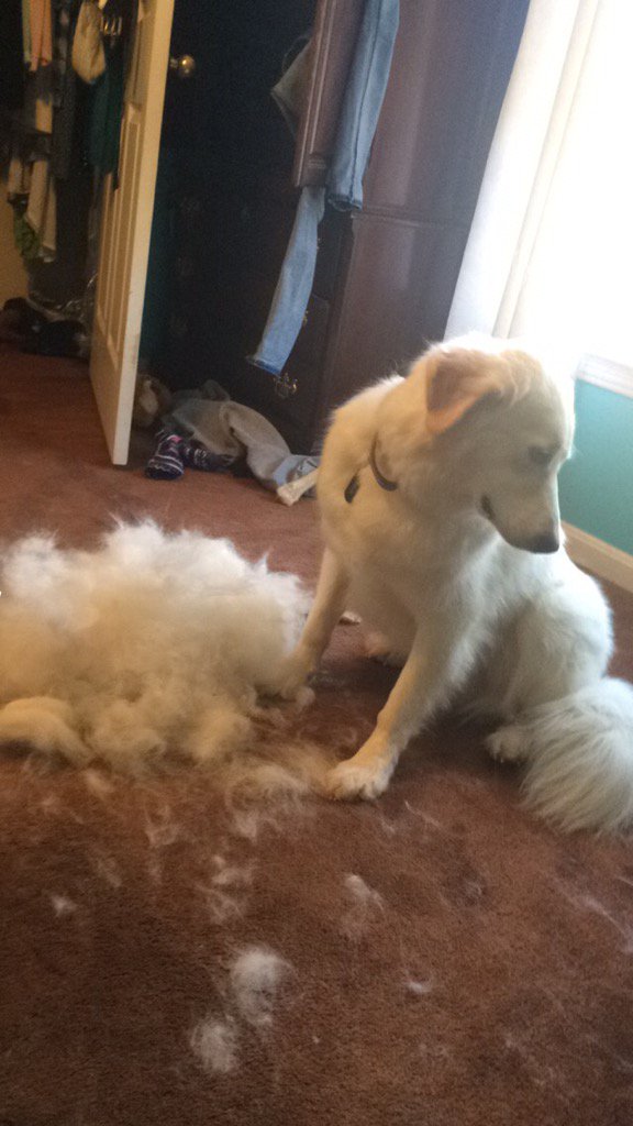 OthersLikeTank's tweet image. So tank got a new sibling! #OthersLikeTank