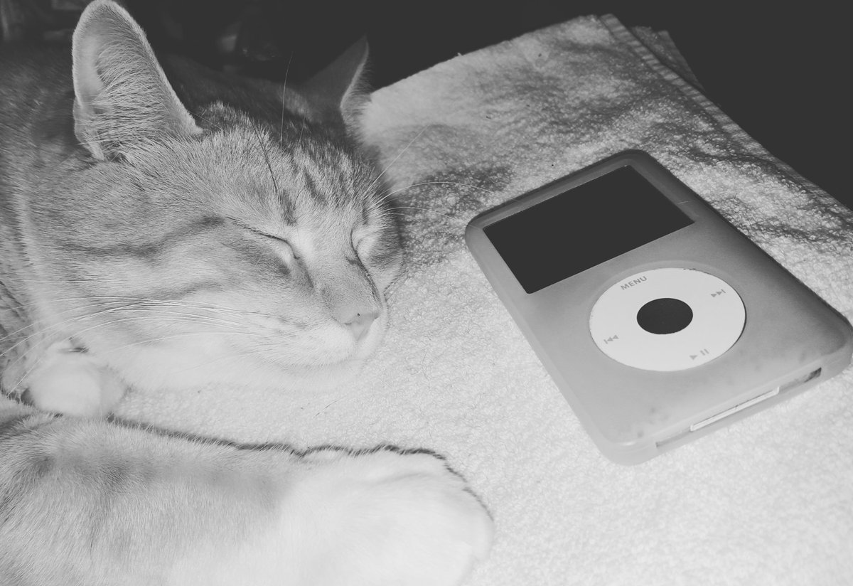 scutchtv's tweet photo. Two old souls...#Calvin #littlekitten https://t.co/jPQ6X43IaS