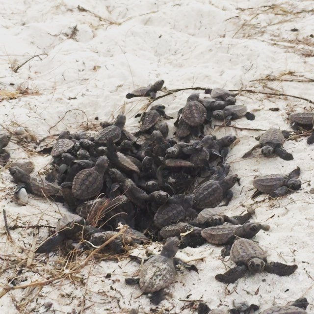 seaturtlegifts's tweet image. Everyone loves a piggyback ride 😜 🐢🐢#turtlehatchling #turtlenest #loggerheadturtles #seeau… bit.ly/1Y0raDN