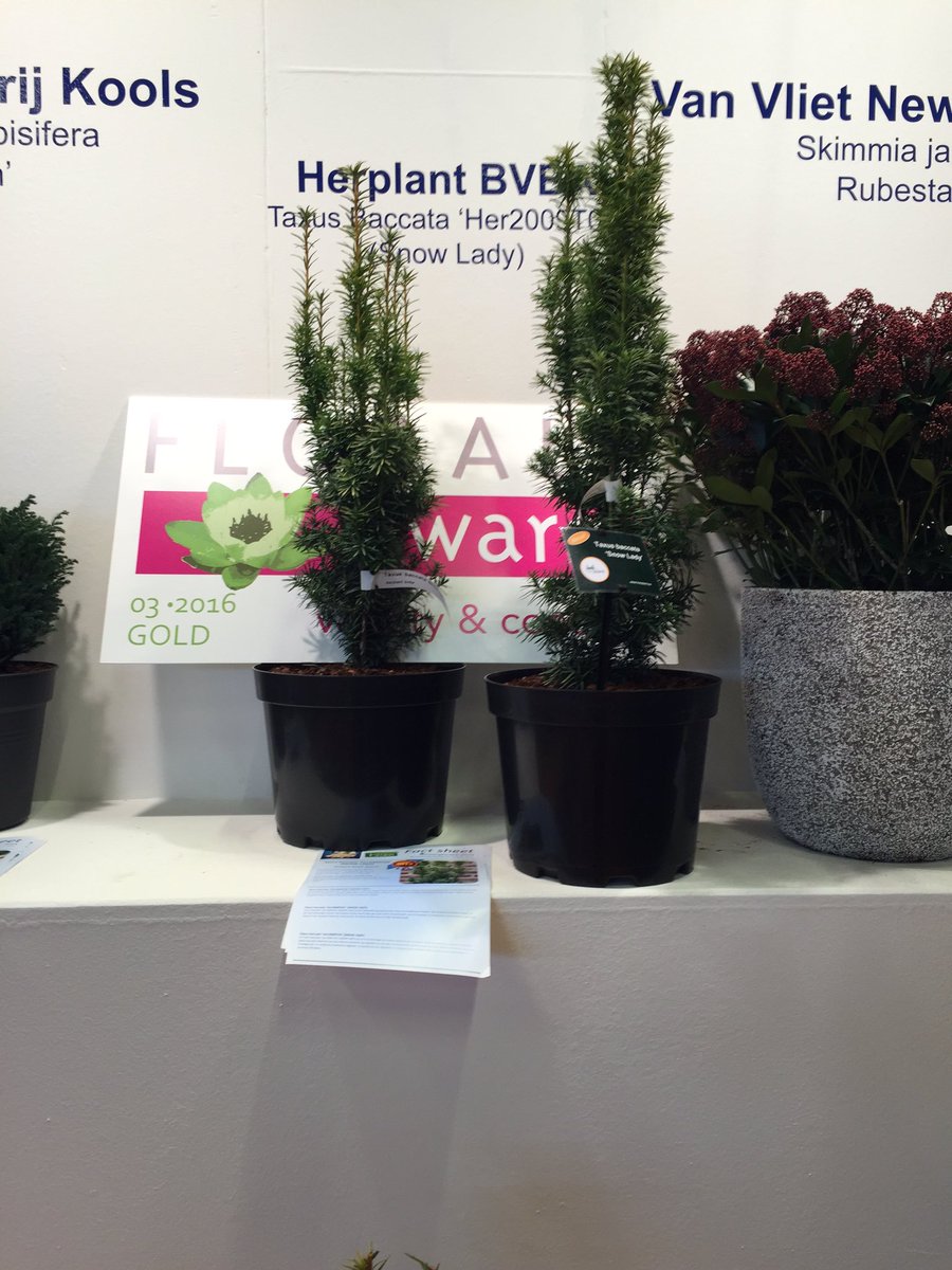 Herplant wint de gouden award op <a href="/FLORALLfair/">FLORALL</a>