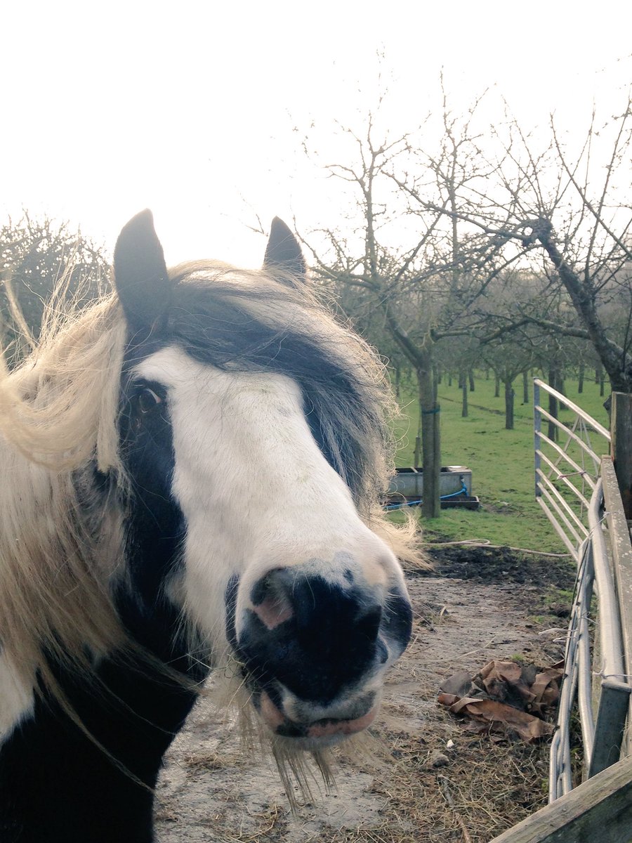 Buddy using the wind to show of his long locks #windy #Somerset