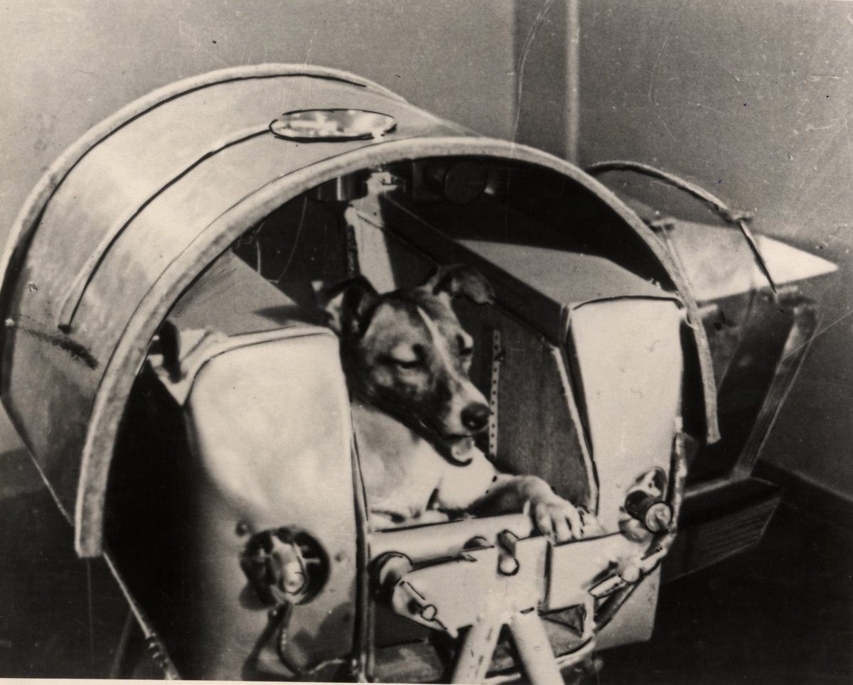 Visit us at 2pm tomorrow for free talk Dogs in Space about the first canine space travellers bit.ly/1RYXgPL