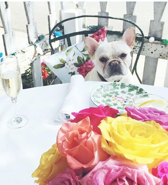 #ivypup Decker 🐶 #happyhumpday everyone!