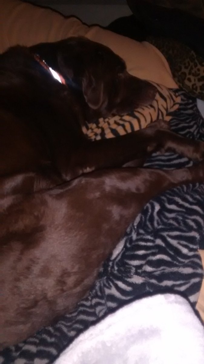 bcSharonZ's tweet photo. Rusty sleeps. #dogssleep https://t.co/BO7ro0gKAg
