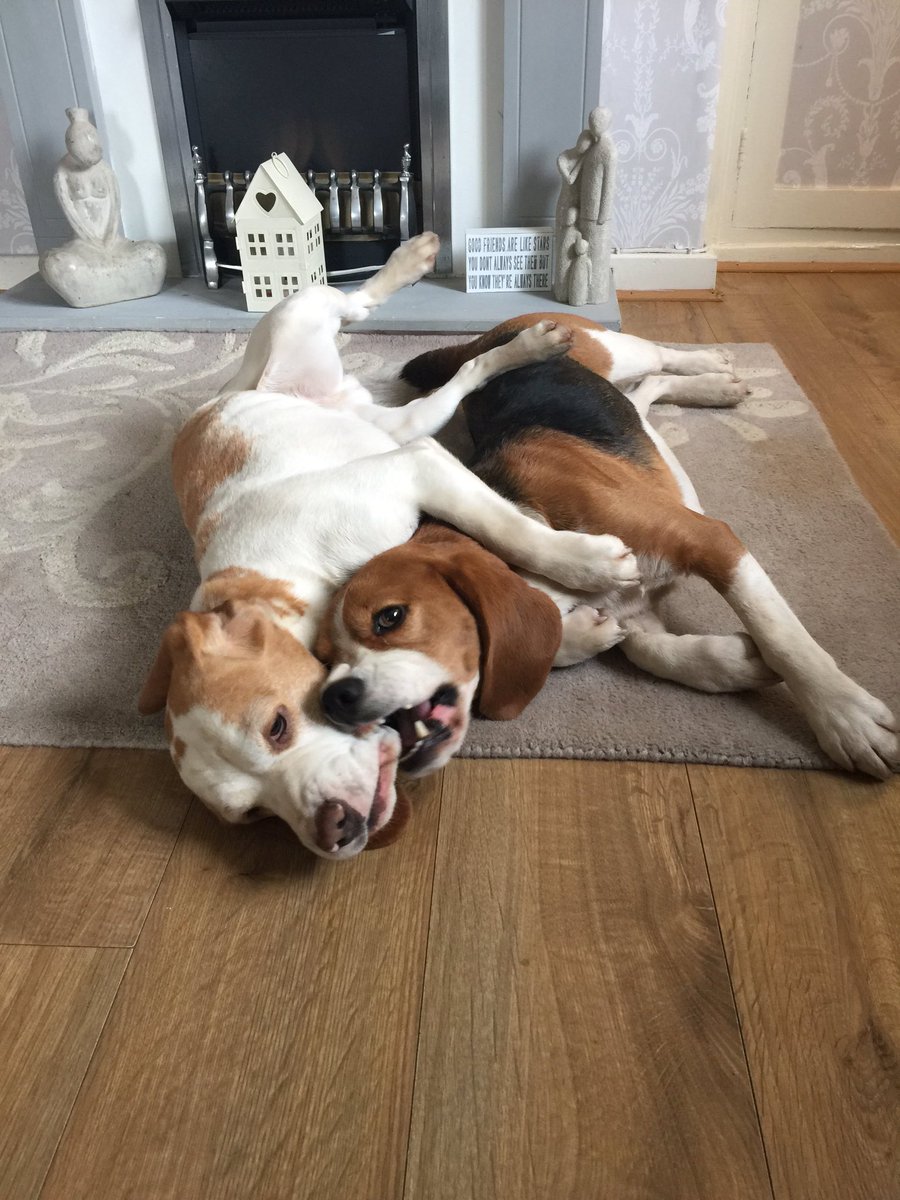 Dad has very kindly let us in early today ! We started off being good then.... #beagles