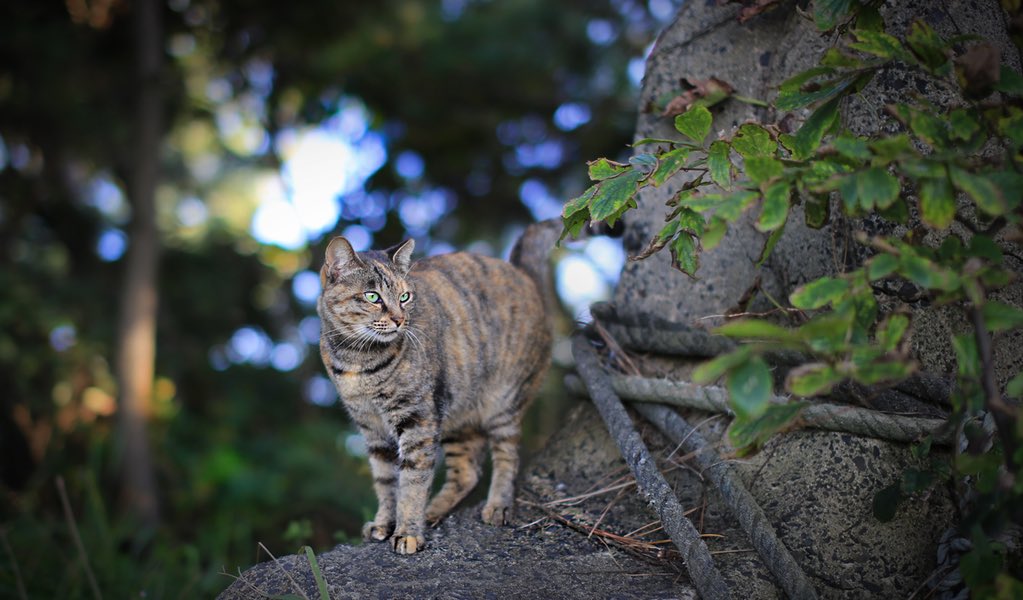 いこねこ モデルはサビトラちゃん おっとりした性格で争い事がキライ サビ柄ちゃんは基本優しい子が多い気がします 猫写真 T Co 7zbzcwiikh