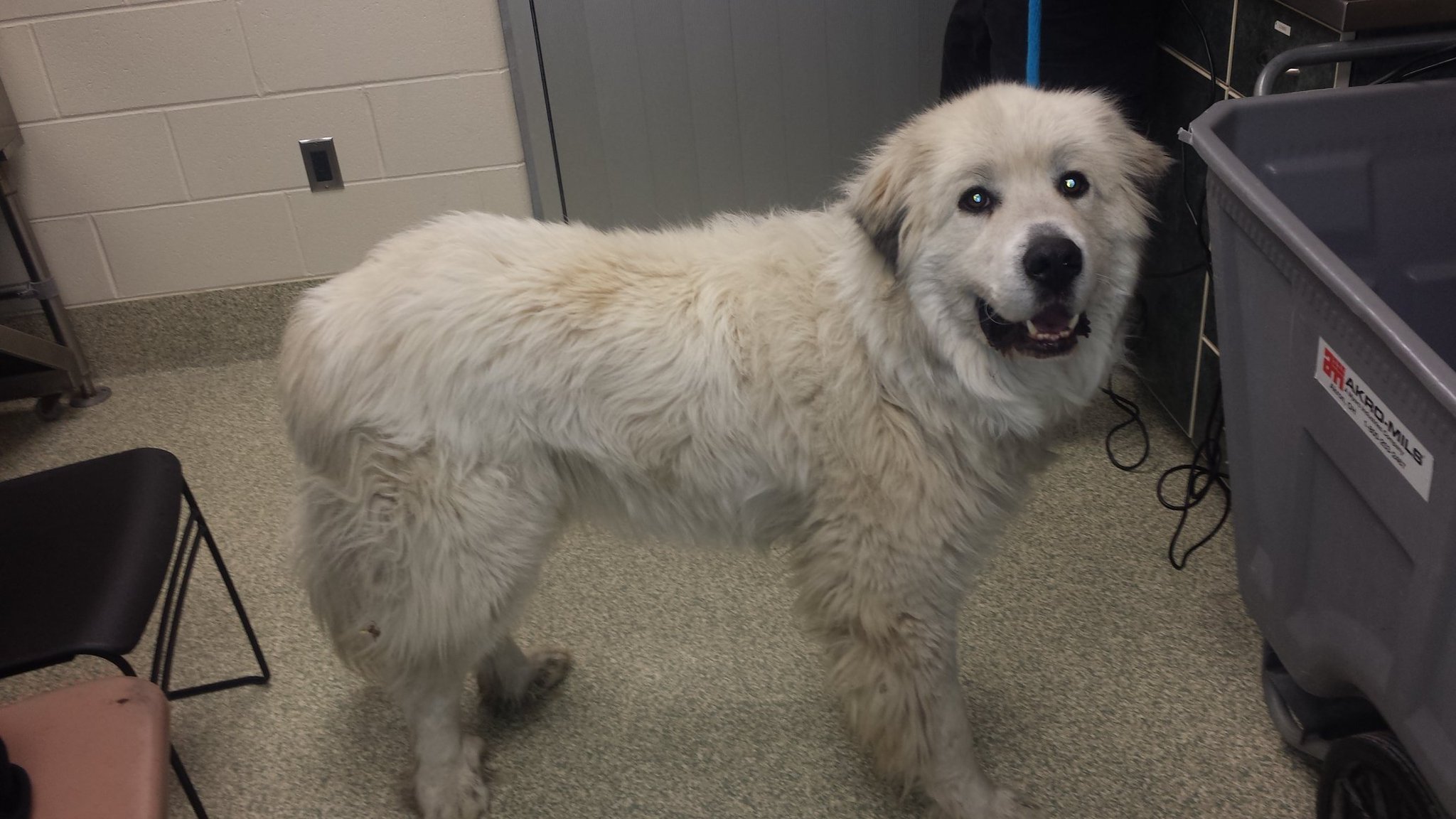 matted great pyrenees