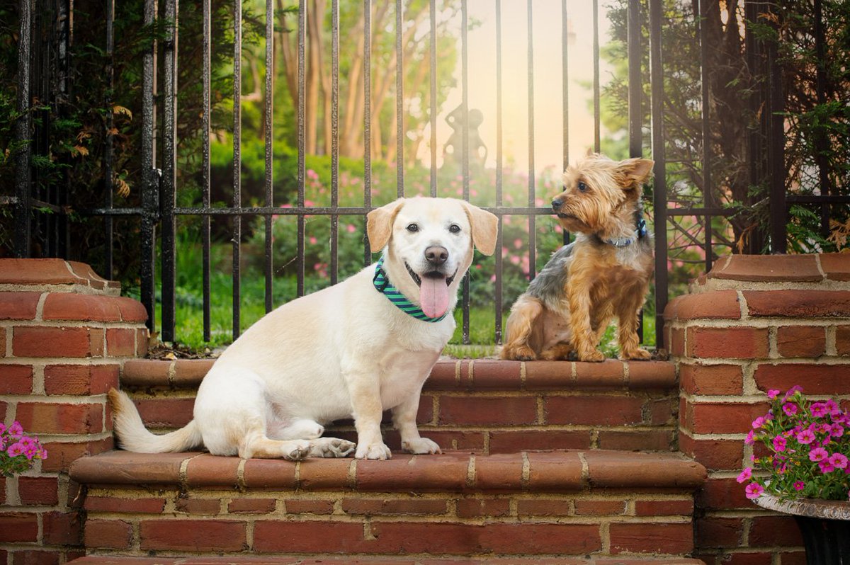MeetAlexVA's tweet photo. Alexandria is known as a dog-friendly town. We even have a pet taxi! https://t.co/wIQomwdeU2 📷: @Shelley_Castle https://t.co/gM5M9EKVWM