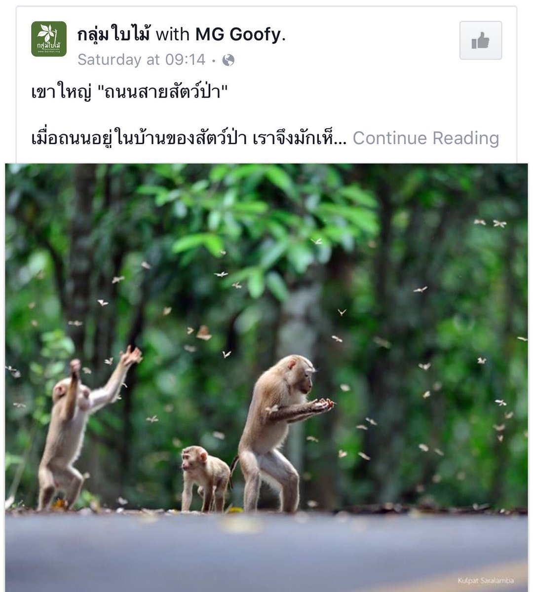 Oadkung's tweet photo. ภาพนี้งดงามมาก สวยกว่าภาพฮิปเตอร์ในทุ่งดอกหญ้าซะอีก ... เขาใหญ่ "ถนนสายสัตว์ป่า" เมื่อถนนอยู่ในบ้านของสัตว์ป่า!!! https://t.co/H5pENKWKzz