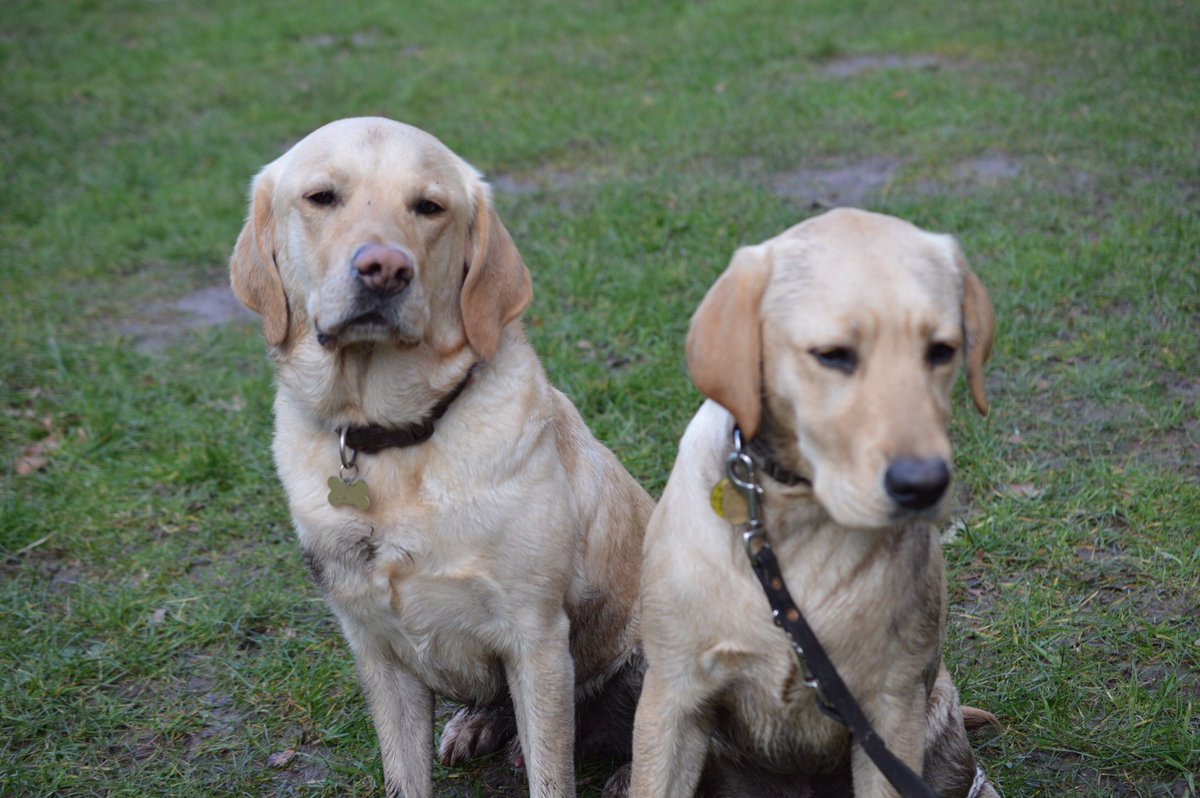 raised2guide's tweet photo. Our families 2nd pup Leo #freerunfun withdrawn #buddydog epilepsy #handsome https://t.co/cKaMTEApmI