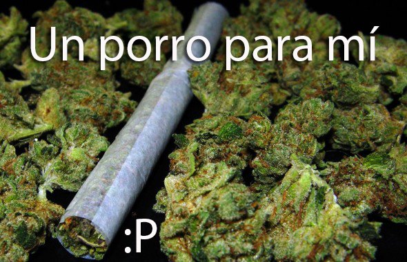 CbdCanna's tweet photo. Buenas Tardes! @CbdCanna #weed #weederman #marihuana #cbd #thc
https://t.co/peDdcxAytz https://t.co/gOO2CCibOz