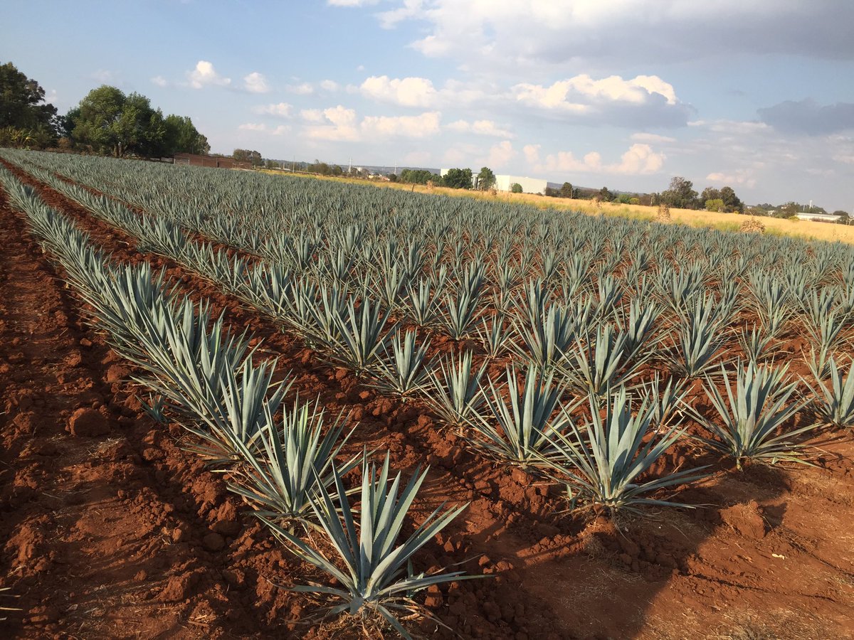 Fields where #TequilaCabeza is made. These agave are 4 yrs old and won't become tequila for another 4 yrs #arandas