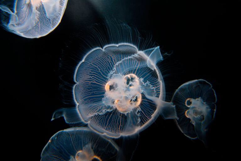 calacademy's tweet photo. Moon-jelly super-powers! @NatGeo with the squishy wonder: https://t.co/dvDGBmq5S8. https://t.co/HVQDAsVh0M