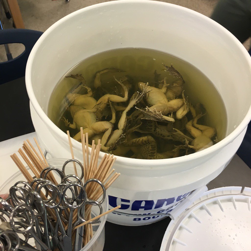 KyleBorel's tweet image. 7th grade dissecting frogs today @HsaAustin @hpsaustin #STEM #LabClass #experience