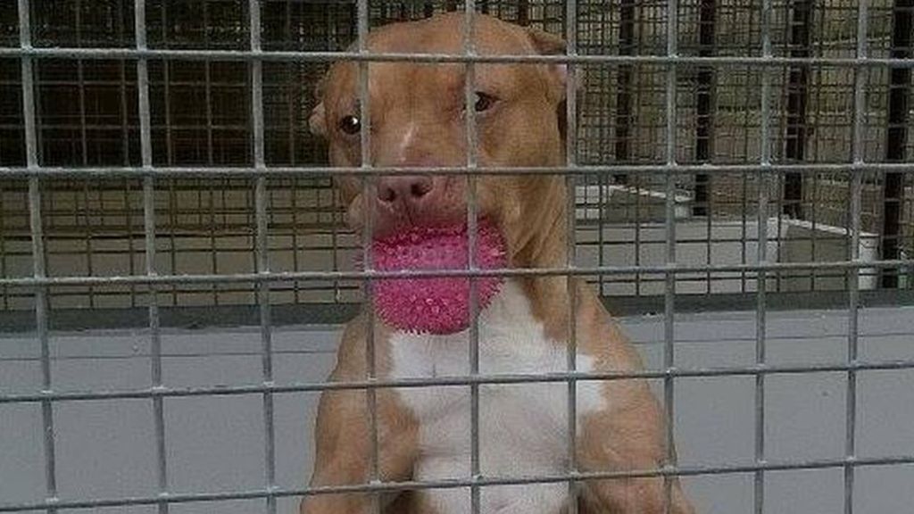 Fun_TechTips's tweet image. Stella the dog locked up by Devon police for two years without exercise: buff.ly/1XVwAzH