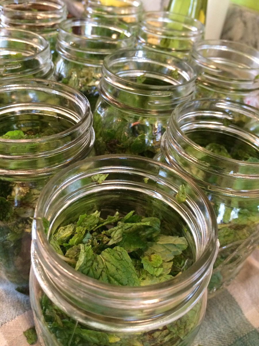 LoveKupcakes's tweet photo. Made a gallon of #fresh #peppermintextract that will be ready in late spring!
#veganandglutenfree https://t.co/LVTI420T5R