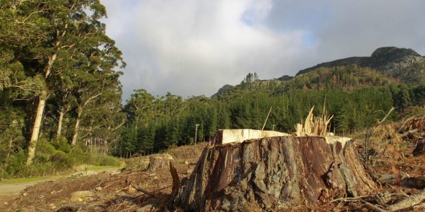 Expertos denuncian efectos del #CambioClimatico en el deterioro de #bosques infoandina.org/es/content/exp…