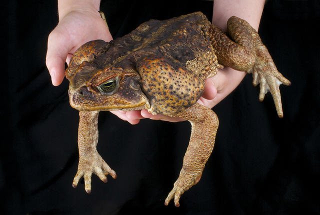 mental_floss's tweet photo. 10 Bumpy Facts About Cane Toads — https://t.co/pvJ2WPlCU2 https://t.co/7UeFflZ31J