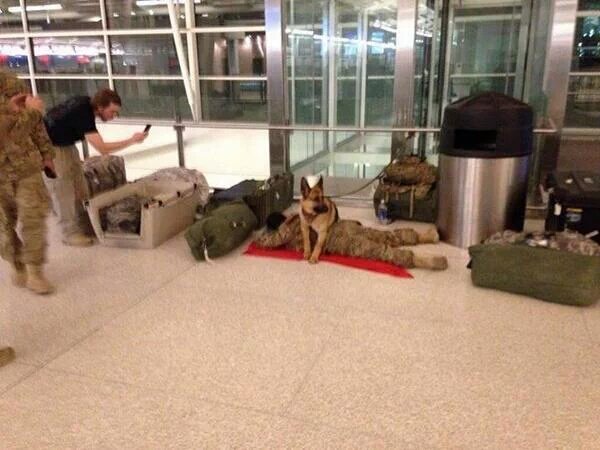 A military dog was spotted on the airport, protecting a soldier while he sleeps. Awesome loyalty.