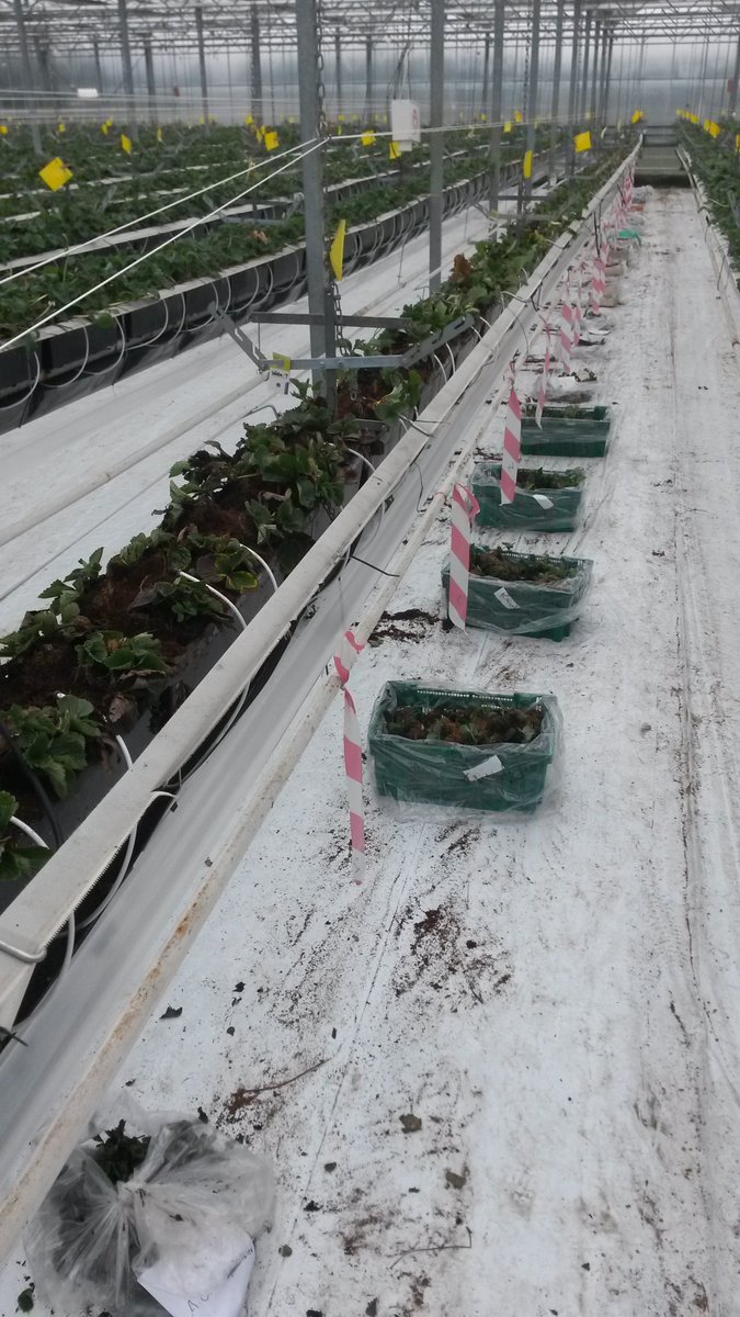 Berryplaza's tweet photo. Vandaag de proefplanting van 2016 geplant op de nieuw locatie van berryplaza @Berryplaza https://t.co/KQj6EBCF83