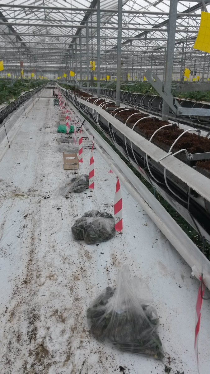 Berryplaza's tweet photo. Vandaag de proefplanting van 2016 geplant op de nieuw locatie van berryplaza @Berryplaza https://t.co/KQj6EBCF83