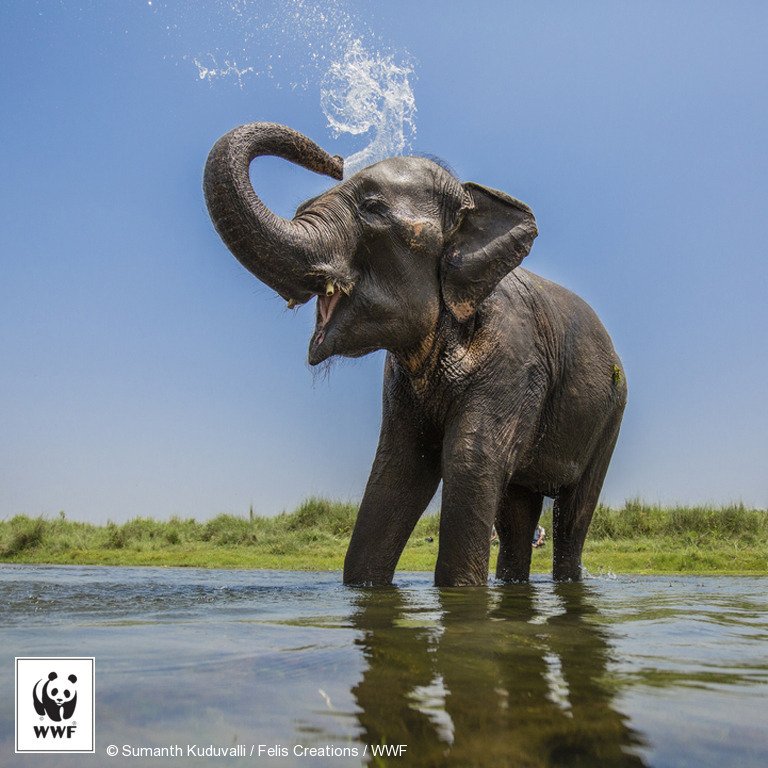 The future of #wildlife is #InOurHands. RT and help us spread this message: thndr.me/ZmaErE