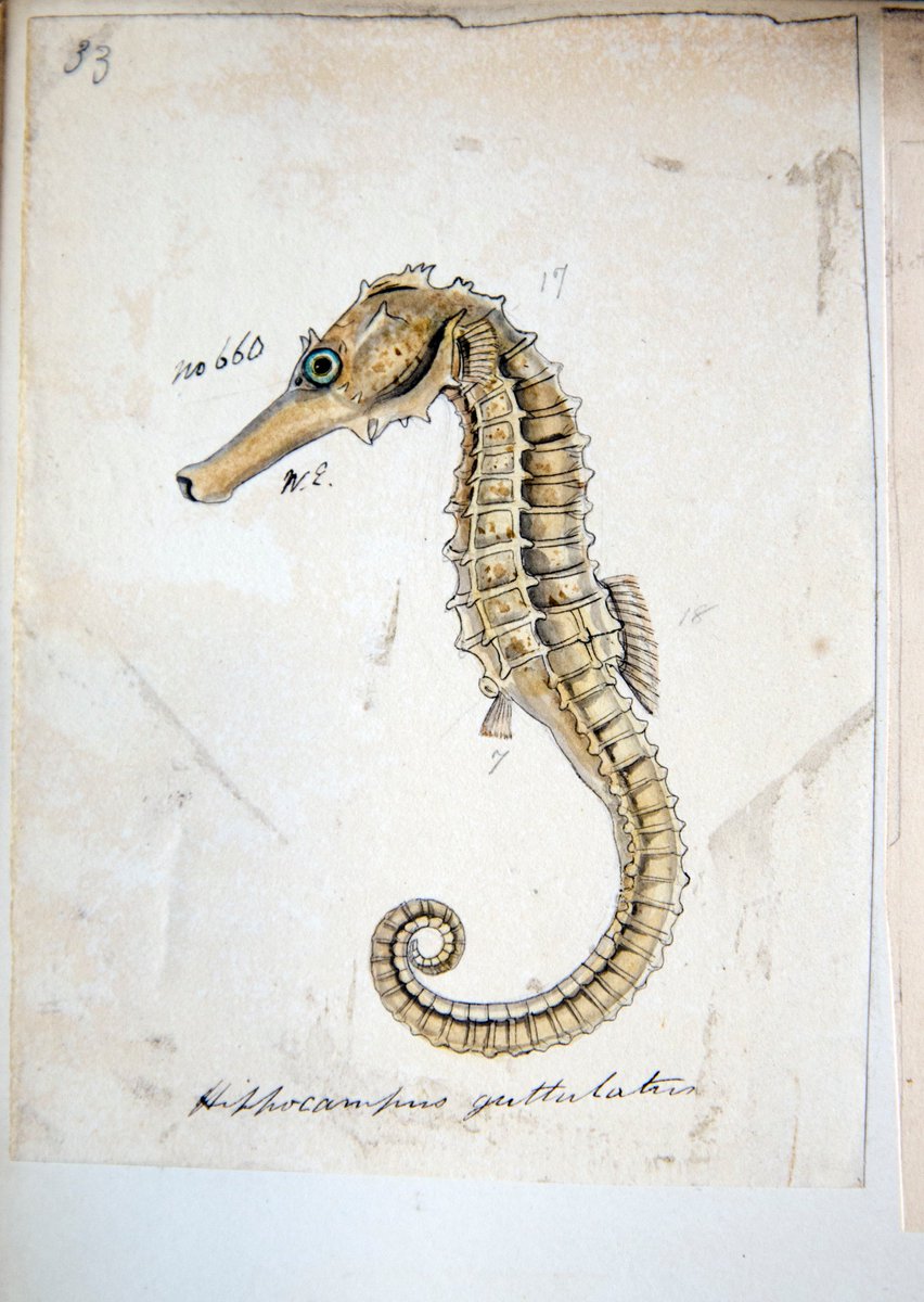 ZSLLibrary's tweet image. To celebrate #FrancisDay's birthday (born 02/03/1829), here a few of his original paintings held in #ZSLLibrary