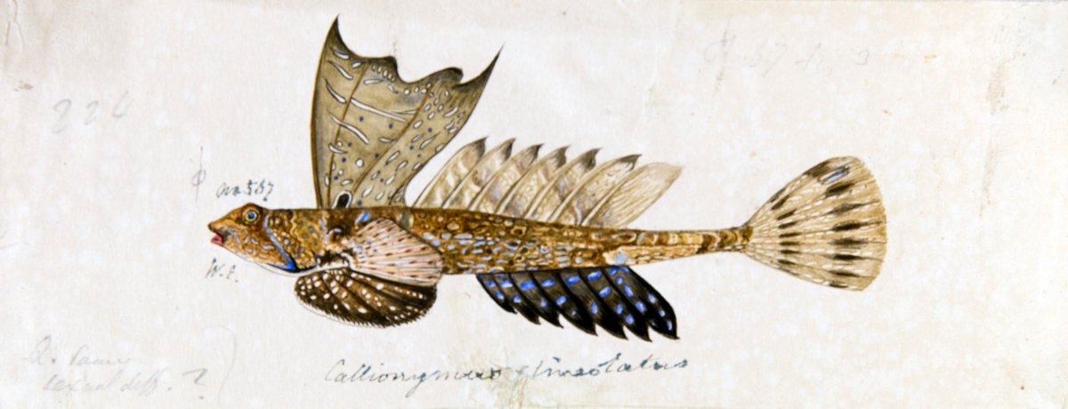 ZSLLibrary's tweet image. To celebrate #FrancisDay's birthday (born 02/03/1829), here a few of his original paintings held in #ZSLLibrary