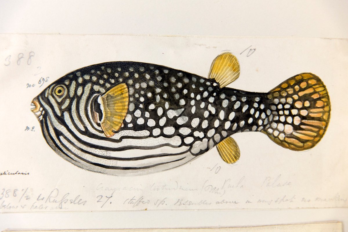 ZSLLibrary's tweet image. To celebrate #FrancisDay's birthday (born 02/03/1829), here a few of his original paintings held in #ZSLLibrary