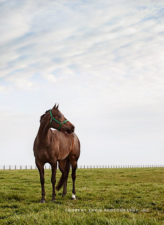 ervinfoto's tweet image. #horses #equinehour #equine #equestrian #horsesofinstagram #equinephotography #equus #equitation #horsephotography