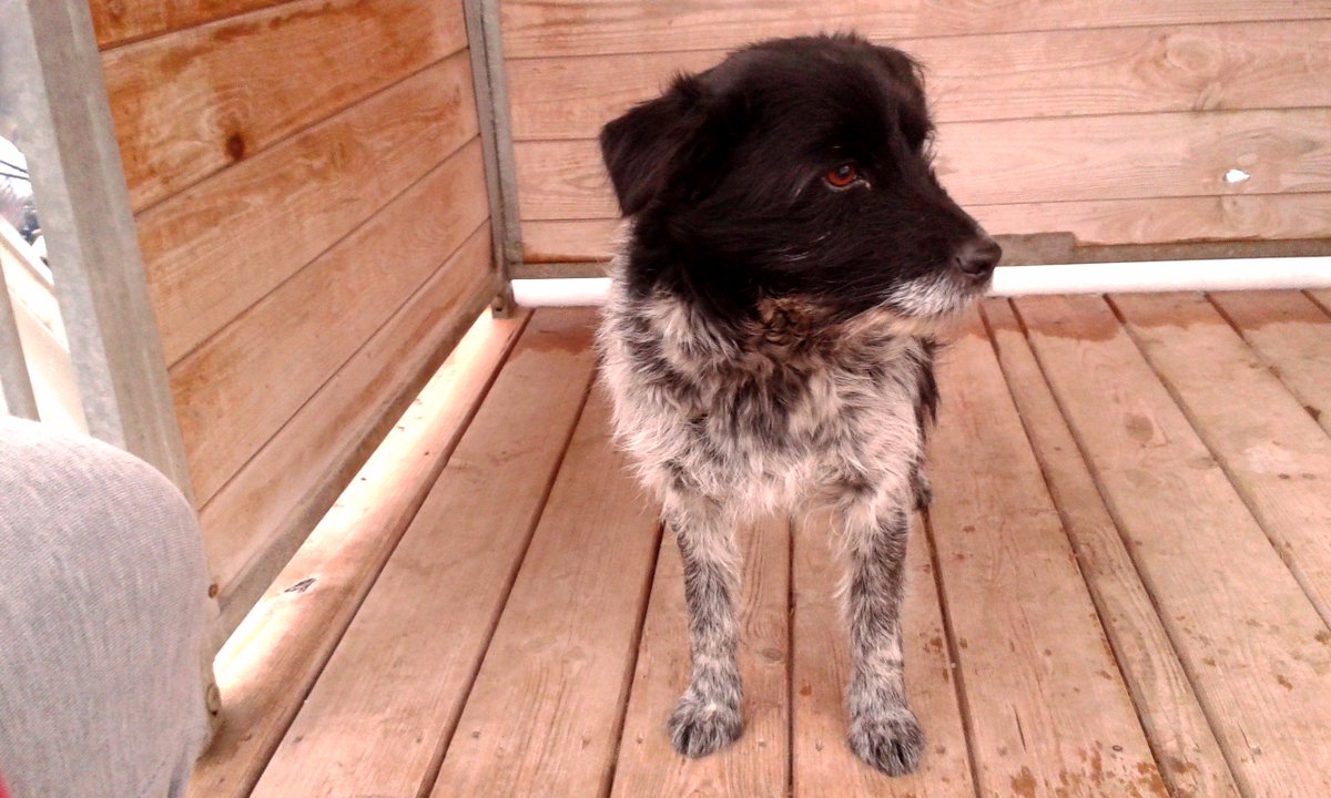 BezdomnePsy's tweet photo. Sunia znaleziona w Blizocinie (gm. #Trzebnica). Bardzo zadbana, spokojna, towarzyska. Szukamy jej właściciela. #TKP https://t.co/n0znVlAx0k
