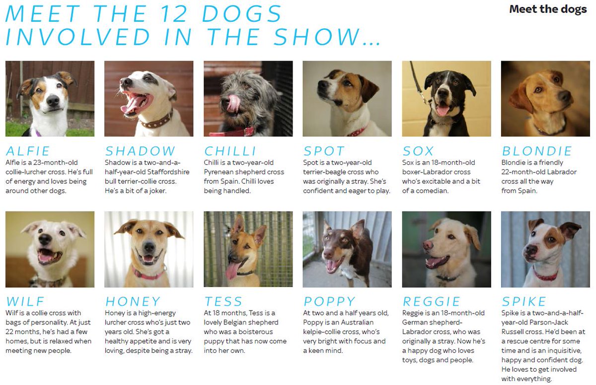 oxfordsf's tweet image. We've got our dogs, but can they fly? #DogsMightFly continues this Sunday at 7pm on @sky1.