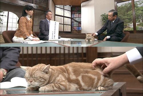 にゃーにゃが見られなくなると知って悲しむ人々 田勢康弘の週刊ニュース新書 が3月末で終了 Togetter