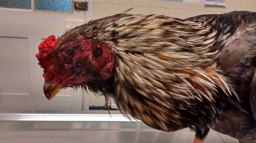 Smallholders World tweet media