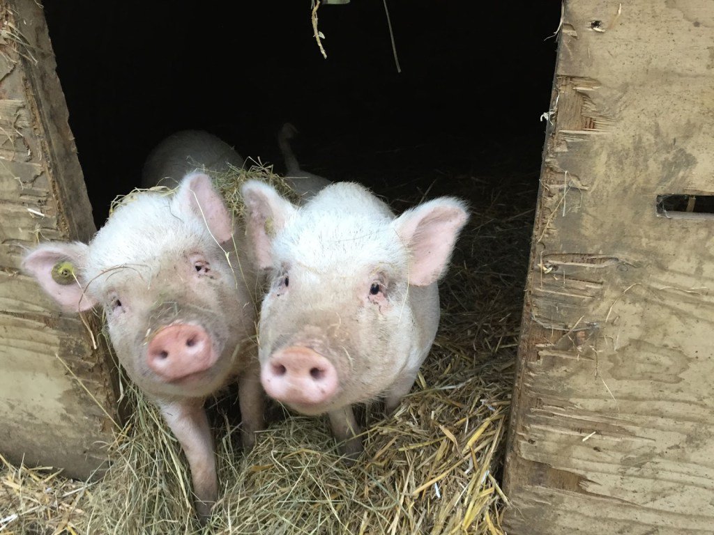 Smallholders World tweet media