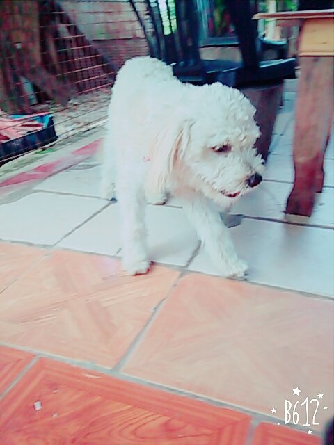 privatechat7474's tweet photo. Regalo perrito se llama matteo https://t.co/qizEykw5uB