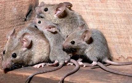 BioCosillas's tweet photo. Las #ratas se reproducen tan rápido que en tan solo 18 meses pueden llegar a tener más de un millón de descendientes https://t.co/iGWbOFoatV
