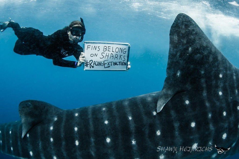shawnheinrichs's tweet photo. RT if you agree FINS BELONG ON #SHARKS, NOT IN SOUP! #RacingExtinction #WorldWildlifeDay https://t.co/mKMp894ljM