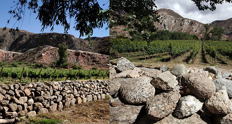 FabriPortelli's tweet photo. La evolución de los vinos de un lugar único
https://t.co/OAhHVByacJ https://t.co/obPt0O2M84