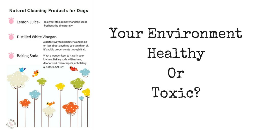 RosaDoodle1's tweet image. Do you use nontoxic cleaning products? bit.ly/218bLRy #dogs #pets #environment