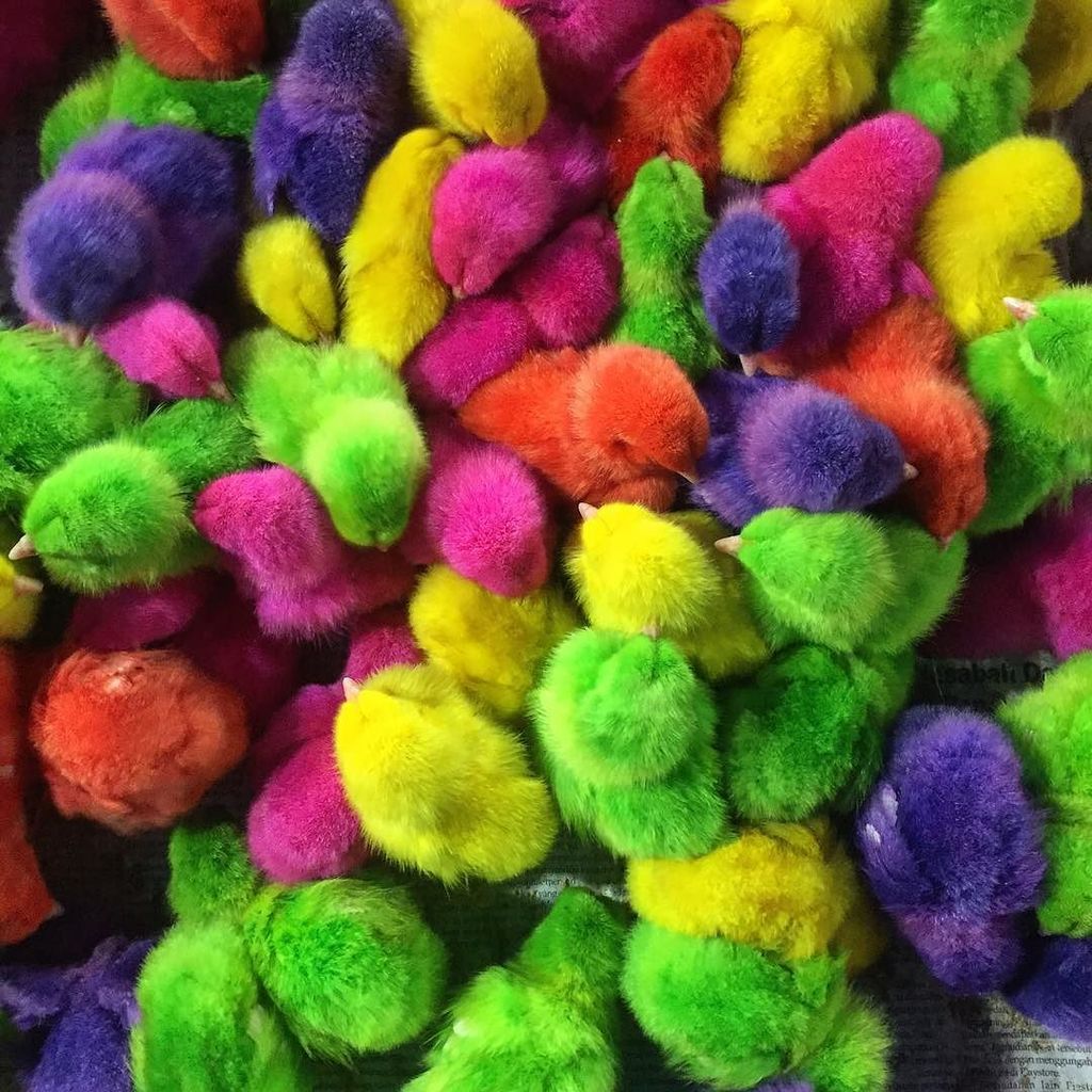 AdamDCohn's tweet image. #rainbow dyed chicks. They're all alive and chirping. I don't know why these exist. #oddit… ift.tt/1LxM3nW