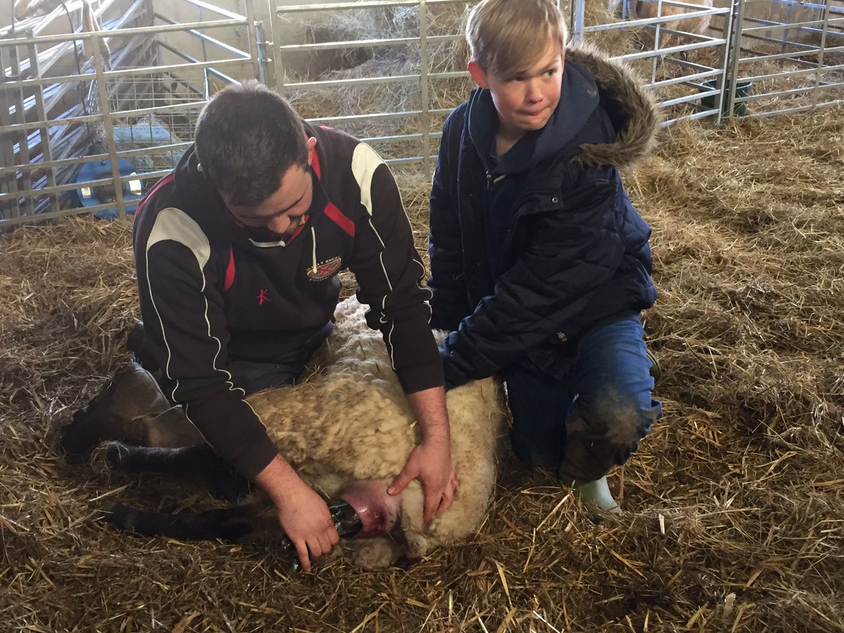 JamiesFarm's tweet photo. The pupils of King Charles 1st School take control of our lambing and a sheep move! Thanks for all the help lads! https://t.co/tVdqv5x50e