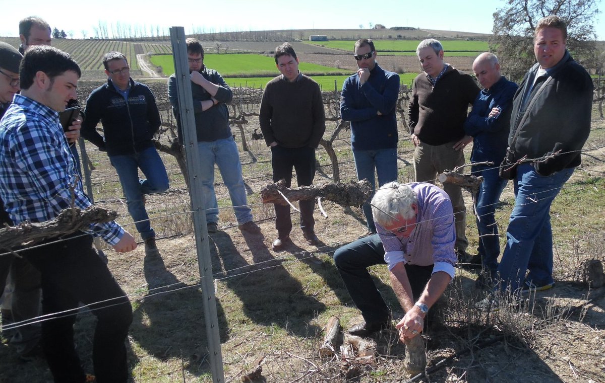 Growers in Somontano, Spain, watching me demonstrate trunk renewal to control trunk disease #wine #grapevine