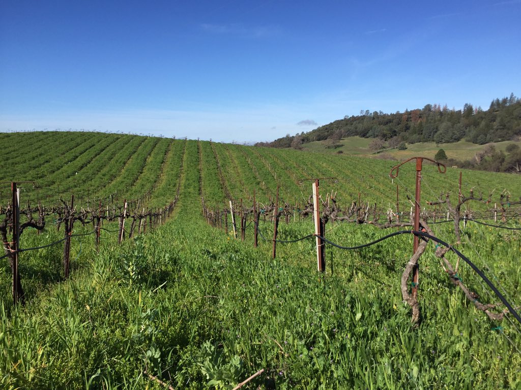 pjalviso's tweet photo. Pruning is done at #clockspring vineyard in #amador. Looking like a great #vintage16! https://t.co/jh1GDiTZXP
