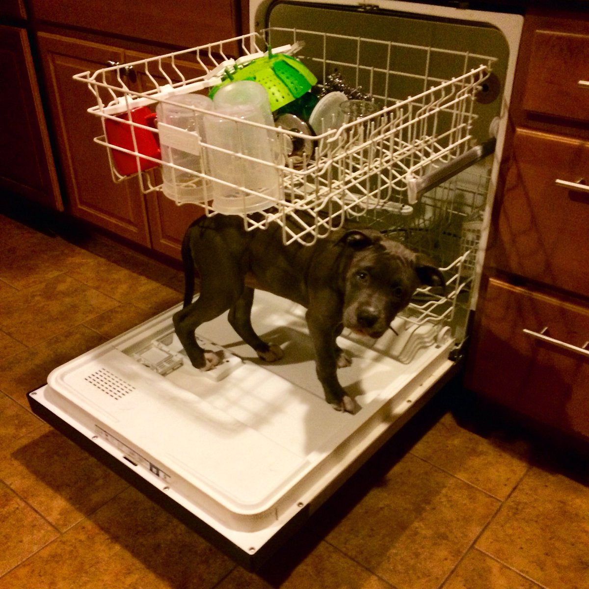 dogs_dig's tweet photo. I'm a helper! #DogsDig #DailyDog #DogsOfTwitter #HelperDog #Pitbull #PitbullsOfTwitter #Staffordshire #IzzeSmoosh https://t.co/V3jcSyisfp